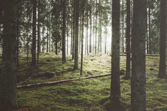 Beautiful woods forest